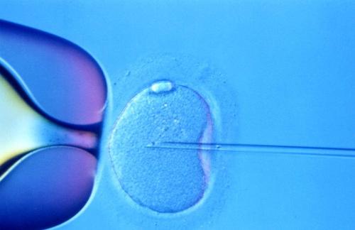 海口双胞胎供卵多少钱-男性肥胖是否影响怀孕？